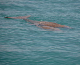 Dugongs - Yamba Accommodation 0
