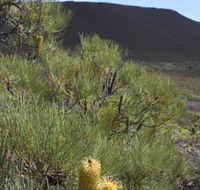 Lesueur Walk Trail Mount Lesueur - Yamba Accommodation