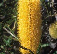 Moore River National Park - Yamba Accommodation