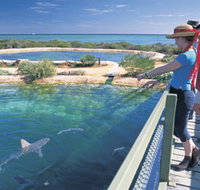 Shark Bay Marine Park - Yamba Accommodation