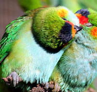 Rainbow Jungle - The Australian Parrot Breeding Centre