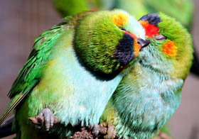 Rainbow Jungle - The Australian Parrot Breeding Centre - Yamba Accommodation 0