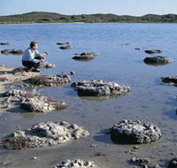 Lake Thetis Stromatolites - Yamba Accommodation