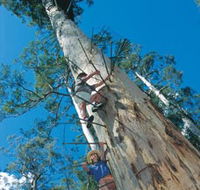 Dave Evans Bicentennial Tree - Yamba Accommodation