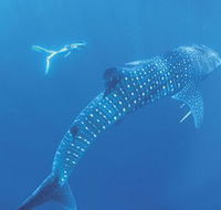 Ningaloo Marine Park