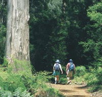 Gloucester Tree - Yamba Accommodation