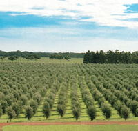 Fini Olives - Yamba Accommodation