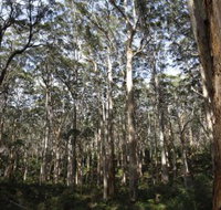 Boranup Karri Forest - Yamba Accommodation