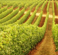 MadFish Wines Margaret River - Yamba Accommodation