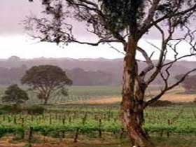 Yangarra Estate Vineyard - Yamba Accommodation 0