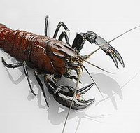 Andermel Marron - Yamba Accommodation