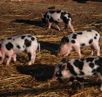 Will's Rare Breeds Farm - Yamba Accommodation