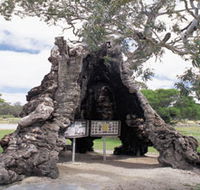 The Herbig Family Tree - Yamba Accommodation