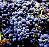 Laurel Bank Vineyard - Yamba Accommodation