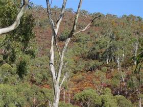 Black Hill Conservation Park - Yamba Accommodation 0