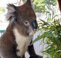 Glen-Forest Tourist Park - Yamba Accommodation