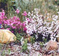Stokes Bay Bush Garden - Yamba Accommodation