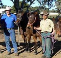 Coffin Bay Brumby Preservation Society Incorporated - Yamba Accommodation