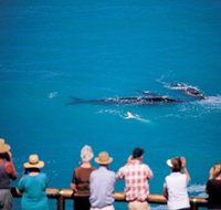 Whale Watching At Head Of Bight - Yamba Accommodation