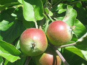 Sage Cooking School - Yamba Accommodation 0