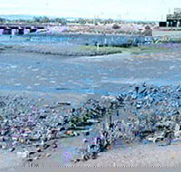 Jervois Basin Ships' Graveyard