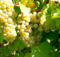 Winstead Vineyard - Yamba Accommodation