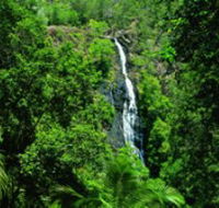 Kondalilla National Park - Yamba Accommodation
