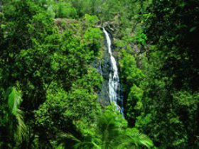 Kondalilla National Park - Yamba Accommodation 0