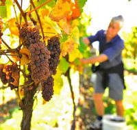 Native Point Wines - Yamba Accommodation