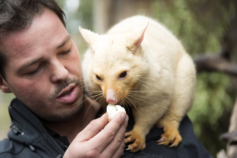 Bonorong Wildlife Sanctuary - Yamba Accommodation 4