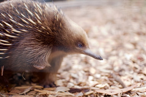 Bonorong Wildlife Sanctuary - Yamba Accommodation 5