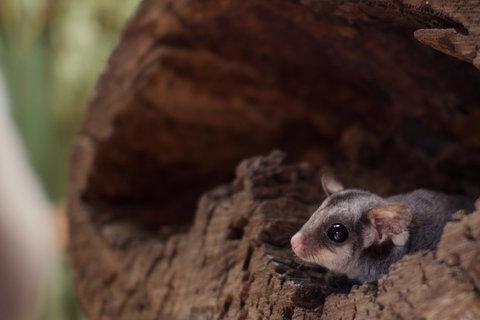 Bonorong Wildlife Sanctuary - Yamba Accommodation 6