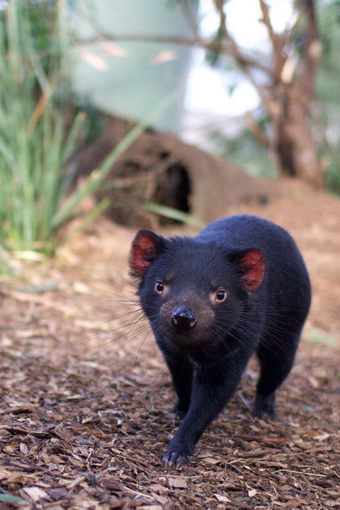 Bonorong Wildlife Sanctuary - Yamba Accommodation 7
