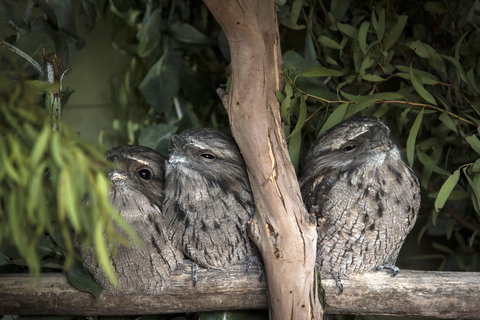 Bonorong Wildlife Sanctuary - Yamba Accommodation 8