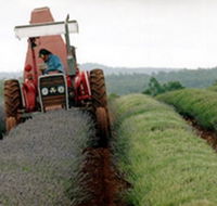 Bridestowe Lavender Farm - Yamba Accommodation