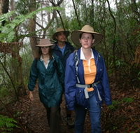 Mount Cougal Springbrook National Park - Yamba Accommodation