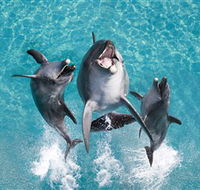 Sea World - Yamba Accommodation