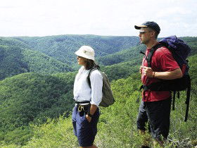 Sunshine Coast Hinterland Great! Walk - Yamba Accommodation 0