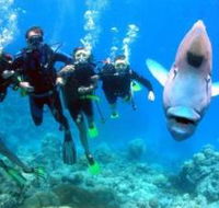 Magic Mountain Dive Site - Yamba Accommodation