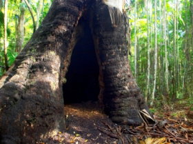 Tewantin National Park - Yamba Accommodation 0