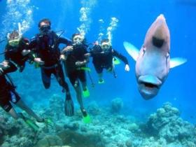 Jew Shoal Dive Site - Yamba Accommodation 0