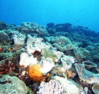 Mudjimba Old Woman Island Dive Site - Yamba Accommodation