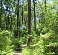 Mapleton Falls National Park - Yamba Accommodation
