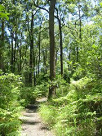 Mapleton Falls National Park - Yamba Accommodation 0