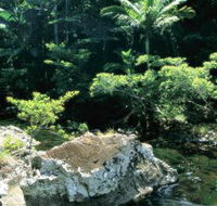 Conway State Forest - Yamba Accommodation