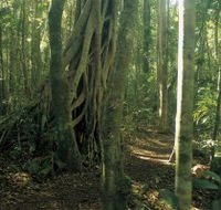 Mount Bithongabel - Yamba Accommodation