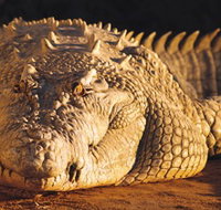 Koorana Crocodile Farm - Yamba Accommodation