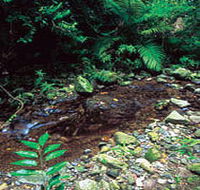 Wompoo Walk - Yamba Accommodation