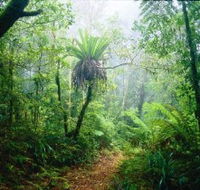 Lamington National Park Green Mountains Section - Yamba Accommodation