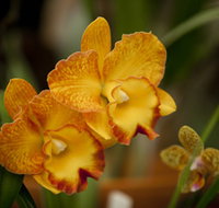 Queens Park - Orchid House - Yamba Accommodation